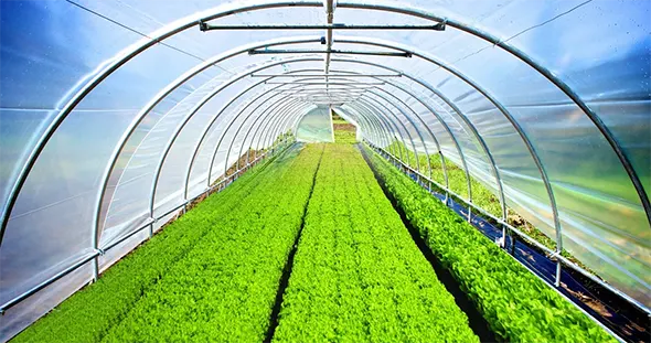 Тепличные пленки - качественный уход за растениями